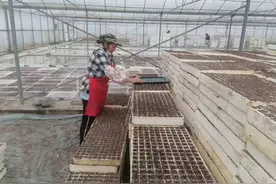 岑巩县烟草局：春种正当时 烤烟育苗忙图片