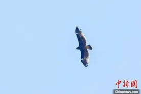 乌雕等大量珍稀鸟类现身湖北宜昌图片