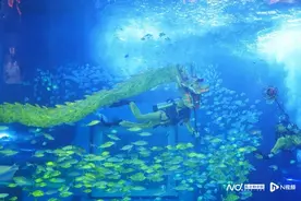 广州唯一白鲸宝宝满月，亮相正佳大唐千灯会图片