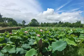 以诗之名 看夏有凉风好时节图片