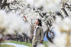 阳信：梨花朵朵开 游客赏花来图片