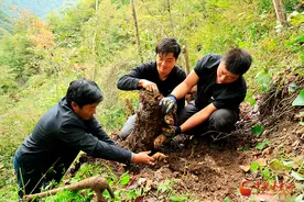 康县：林下种植天麻 助力农民增收致富图片