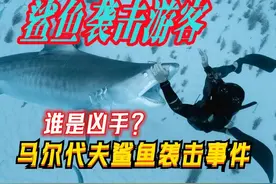 马尔代夫攻击中国女游客的鲨鱼是它！图片