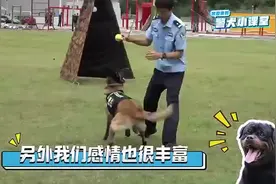 警犬“汪汪队”岗位职责有哪些？警犬小课堂告诉你图片