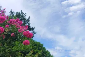 诗画鹤峰：紫薇花开 温柔时光图片