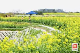 春日经济正当时 自贡贡井艾叶油菜花田引游客如潮图片