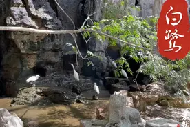 果然视频丨动物视界93——宛如仙境！济南动物园有山有水有白鹭图片