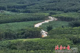 环海南热带雨林国家公园旅游公路满目皆绿图片