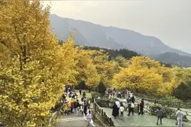 湖南5个赏古银杏好去处图片