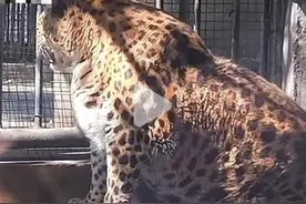 动物园被称“全国模范养猪基地”，园方：动物活动范围受限，已拓宽金钱豹农舍图片