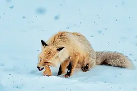 热搜第一！“网红狐狸死在雪地里”？景区回应图片