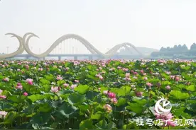 西平县嫘祖桥畔：接天莲叶无穷碧图片