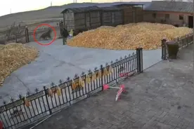 老虎追咬我，我可以“正当防卫”吗？罗翔曾妙语解答图片