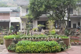 攀枝花仁和区：农旅融出“新风景”，芒果村的绿色蝶变图片