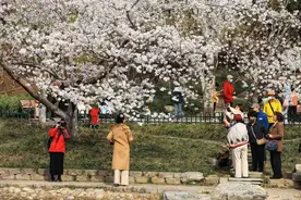 京城拍客今日精选｜“莫奈花园”限时归 “春日列车”鸣笛来图片