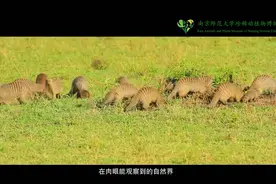南京的博物馆有“看头” | 江苏珍稀动植物标本哪家多？来看看这里图片
