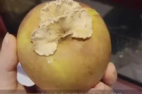 “苹果上长蘑菇”有后续了：网友吃上了“果菌王”的后代图片