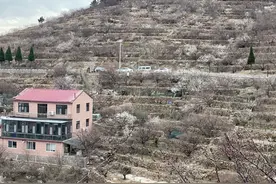 蓓蕾初绽！北宅樱桃花将次第开放，赏樱地图每日更新发布图片