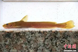 浙江九龙山国家级自然保护区发现新物种“吴越拟鲿”图片