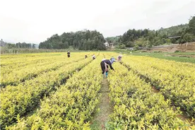 帆满风劲 织梦成金｜毕节织金经济社会发展综述图片