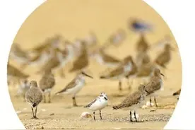 沿着精品线路 畅游冬日山海阳西图片