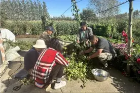 黑龙江抚远：啤酒花香飘千里 利强村里采摘忙图片