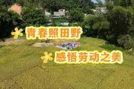 青春照田野 南海华附学农实践感悟劳动之美图片