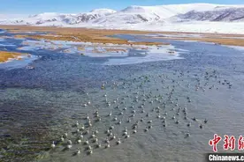 长江源头首处国际重要湿地十年间黑颈鹤种群稳中有升图片