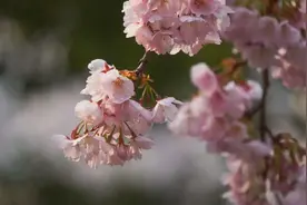 早樱配上古诗词，惊艳了春天图片