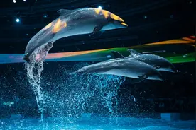 郑州8月8日-15日热门景区活动推荐！图片