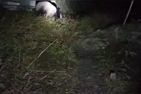 野生大熊猫偶遇村民，发现被“偷拍”后慢悠悠走掉图片