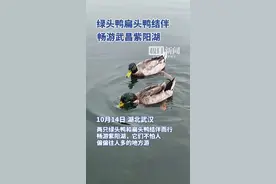 绿头鸭现身武昌紫阳湖公园图片