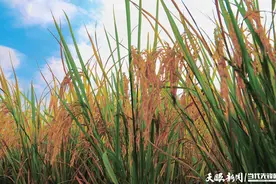 黔西市重新镇：水稻喜获丰收图片