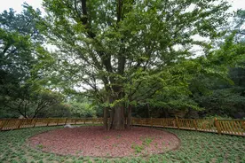 香山公园设立古树保护示范区，为古树增加减震“拐杖”图片