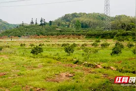 永兴县：做好“结合”文章 恢复耕地高效有成效图片