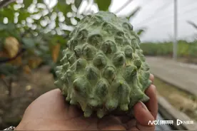 萌趣的外形，冰淇淋的口感！开平这片种植园的释迦果提前上市图片