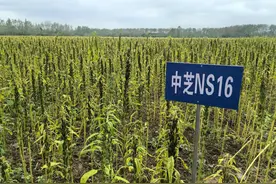 破解芝麻落粒性 我国科学家育成宜机收芝麻新品种图片