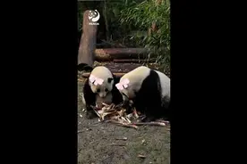 3岁多才能辨别性别！大熊猫“花花”和“和叶”竟是姐妹花图片