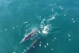 红树林、中华白海豚、布氏鲸…… 北海的生物多样性密码图片