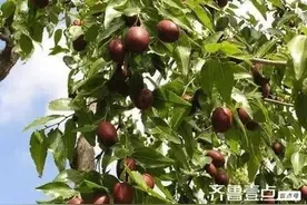仝佳诺《童年趣事》图片