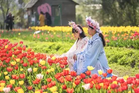 40多种花色！武汉植物园60万株郁金香等春花陪你玩转春天图片