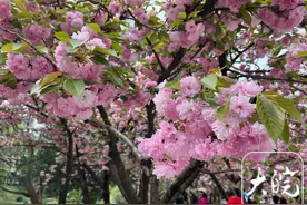 组图｜中科大樱花盛开，百米“樱花大道”如梦如幻图片