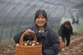 图片新闻｜彭水：羊肚菌丰收 村民采摘忙图片