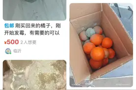 发霉橘子标价百元售卖！真能提取“青霉菌”？图片