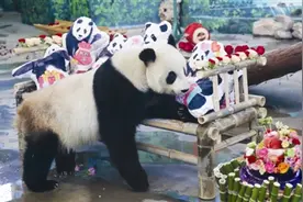 大熊猫“格格”21岁了，天津市动物园举办生日会图片