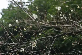 明起浙江多地要升温，紧接着或有雨雪闪现图片