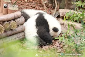 熊猫一秒变芝麻汤圆，愿你新年福气滚滚来！图片