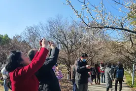 蜡梅飘香、梅花争艳，世纪公园五色梅花次第绽放图片