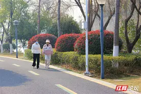 冬日里的温暖，岳阳王家河公园的红叶石楠美如画图片