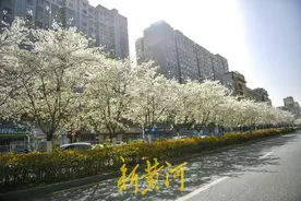 济南CBD的限定浪漫 樱花大道一路繁花图片